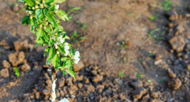 Nejlepší odrůdy sloupcových jabloní pro sibiř